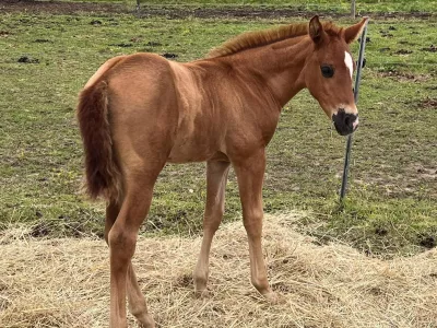 Cheval