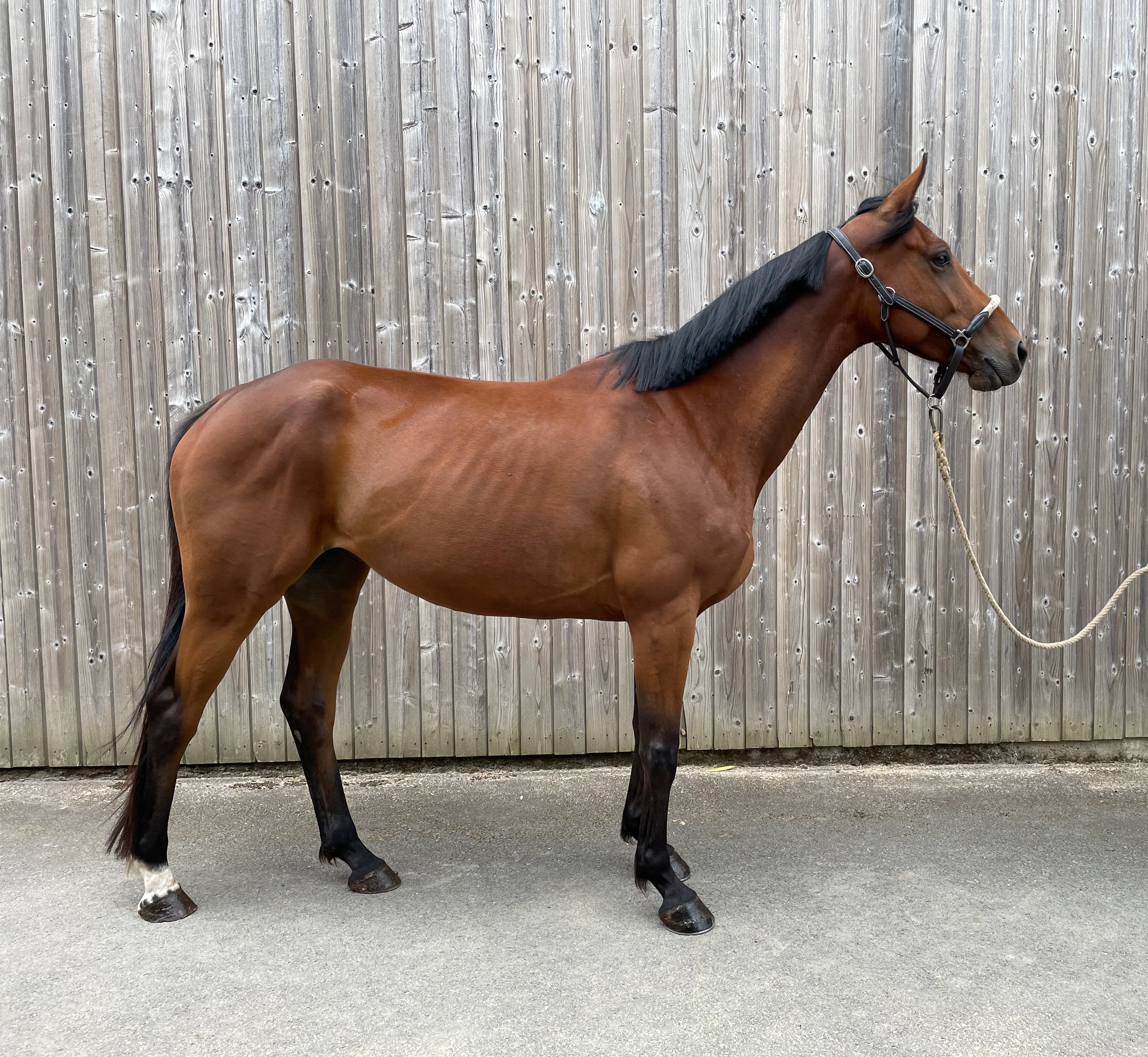 Cheval d'&eacute;quitation &agrave; Saint-Georges-sur-Loire